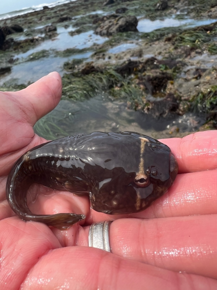 Northern Clingfish
